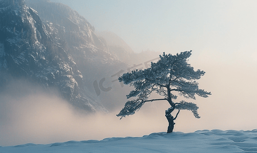 圣诞节松树剪影摄影照片_山上雪上孤立的松树剪影