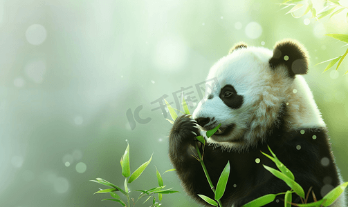 矢量卡通树丛摄影照片_熊猫吃竹笋