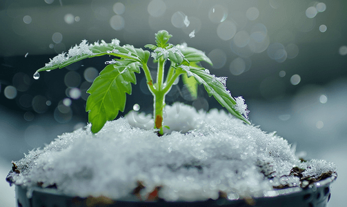 盆中幼苗上的雪融化