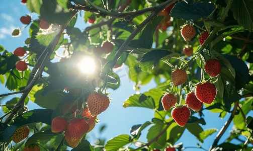 红心火龙果树摄影照片_意大利利古里亚的草莓果树