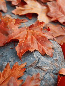 枫树红背景摄影照片_落叶红橡树叶背景一片叶子躺在石头上选择性聚焦