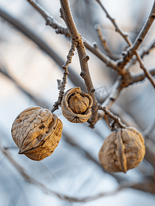 坚果奖券摄影照片_以美丽坚果枝核桃树为主题的摄影