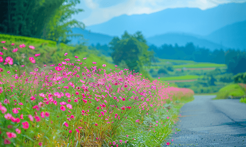 路边的绿草和粉红色的花朵