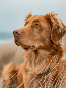 粉红kt板摄影照片_海滩上的粉红鼻子新斯科舍猎犬