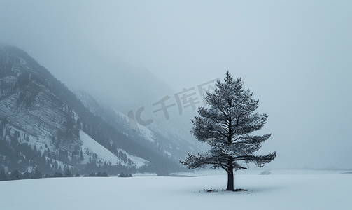 山上雪上孤立的松树剪影