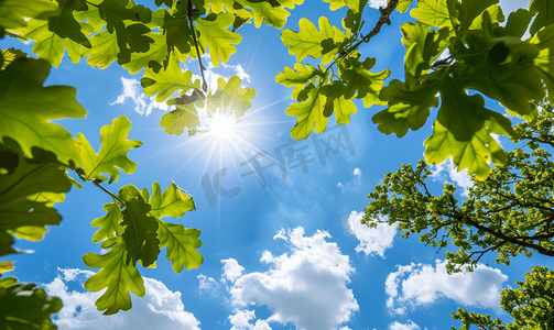 阳光照射的橡树叶和蓝天白云
