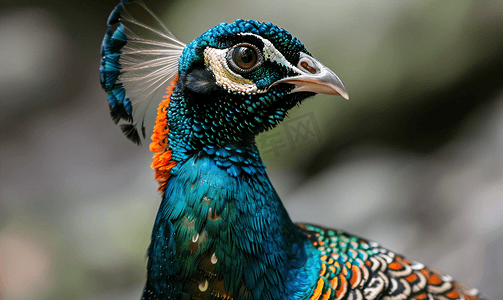 动物孔雀摄影照片_彩色孔雀雉黑色和蓝色的羽毛