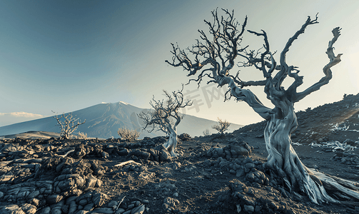埃特纳火山硬化熔岩流中的干枯树木