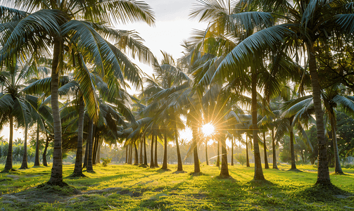 乡村椰子种植园