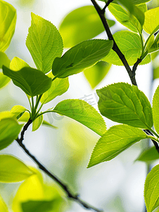 绿叶遮罩摄影照片_梅花树的绿叶