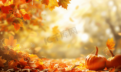 边框黄色背景摄影照片_叶子和南瓜的秋天背景