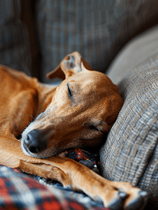 动物灰摄影照片_棕色灰狗躺在沙发上睡觉