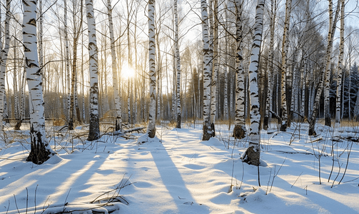积雪融化摄影照片_白桦林里的雪融化
