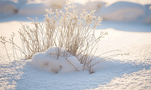 切碎的植物从雪中伸出冬季田野景观