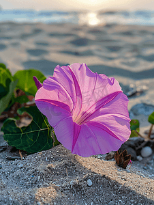 藤蔓植物花卉摄影照片_粉红紫色牵牛花山羊脚匍匐海滩花墨西哥