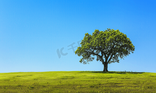 夏天蓝天绿色草地上孤独的老树