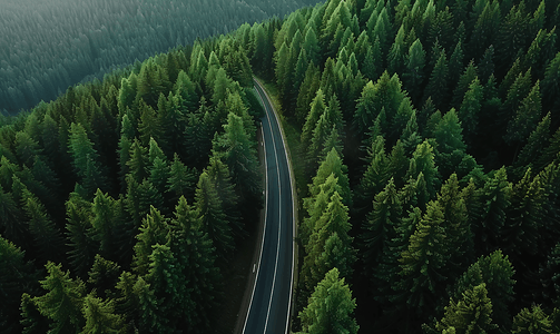 山中松树林中弯曲森林道路的顶视图无人机拍摄
