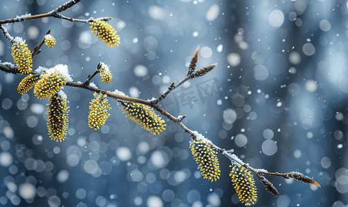 降雪时森林中树枝上的桤木柔荑花序