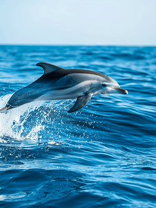 背景大海摄影照片_条纹海豚在深蓝色的大海中跳跃