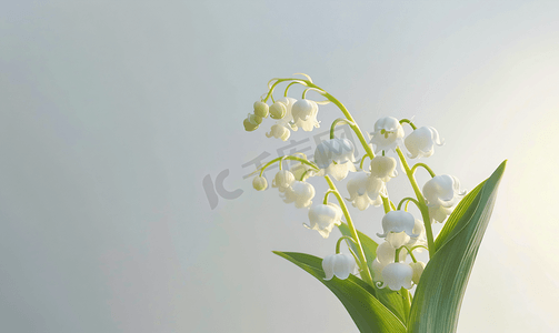 五月开花摄影照片_五月铃兰的白色花朵