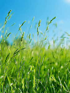 625全国土地日摄影照片_蓝天下绿色田野上的苜蓿草