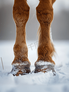 农场冬天摄影照片_雪地上的马蹄细节