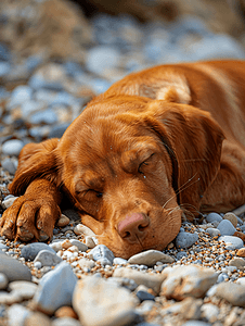 昏昏欲睡的小红鸭狗在海滩上休息