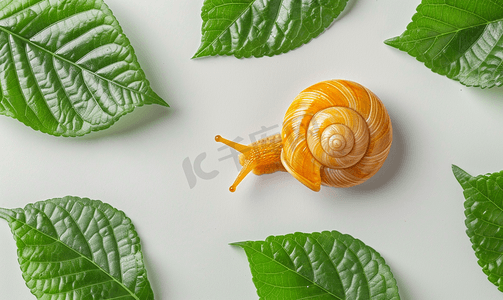 可爱的粘液蜗牛和绿叶