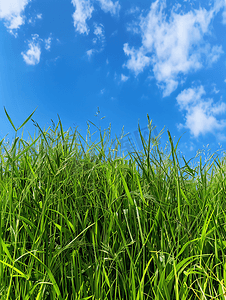 蓝天下绿色田野上的苜蓿草