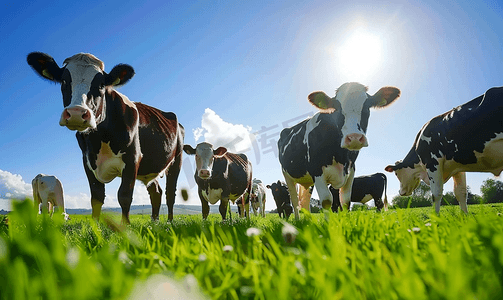 蓝天下的牛群在牧场上吃草