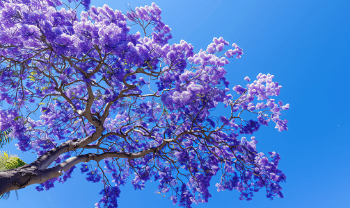 蓝花楹树与丁香花