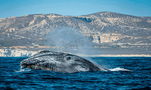 蓝鲸是墨西哥南下加利福尼亚州世界上最大的动物