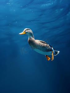 在深蓝色的水中潜水时鸭子