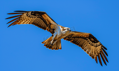 深蓝色天空背景上的一只风筝鹰鱼鹰