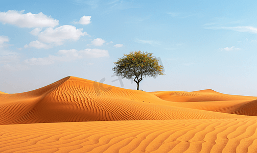 太阳夏天摄影照片_沙漠中央的一棵孤独的树