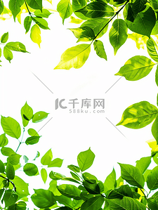 春天白色绿色背景图片_白色背景上叶子顶部边框和底部边框的框架