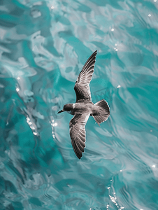 飞行在地中海的风暴海燕鸟