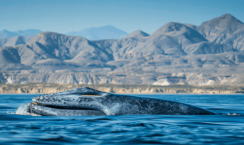 加利福尼亚州洛雷托下加利福尼亚州的蓝鲸濒临灭绝是世界上最大的动物