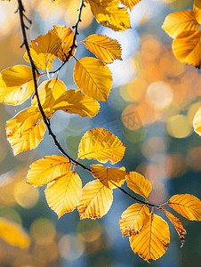 黄色秋季背景摄影照片_秋季的酸橙树叶子
