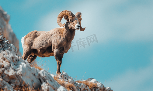 恩格斯诞辰纪念日摄影照片_大角羊在山边行走时的肖像