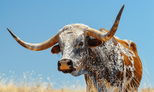 大型户外摄影照片_牧场上一头大型长角牛的侧面像