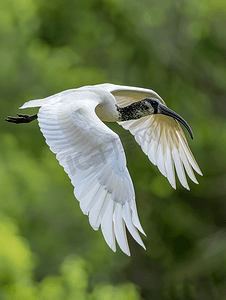 白色神圣背景摄影照片_圣宜必思鸟在克鲁格公园飞行