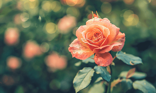 罕见的玫瑰花在栽培园品种琥珀色