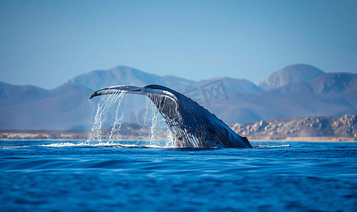 梦幻蓝鲸摄影照片_在下加利福尼亚州观赏蓝鲸