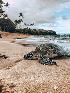 夏威夷沙滩上的绿海龟