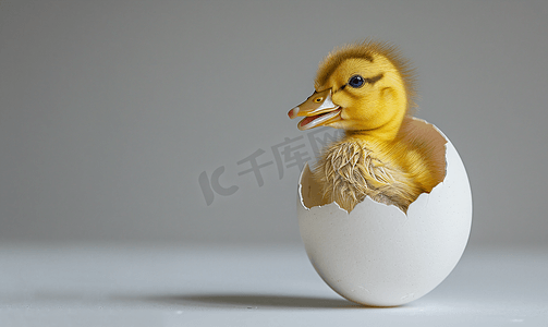 小黄人表情包摄影照片_小黄鸭从蛋里孵出来