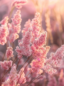 粉红色的草花在傍晚的阳光下盛开