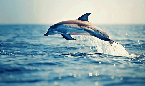 普通海豚在海洋外跳跃