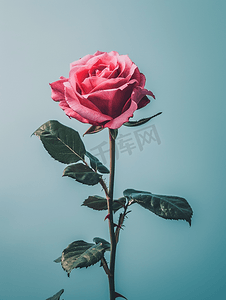 在简单的背景上绽放美丽的彩色玫瑰