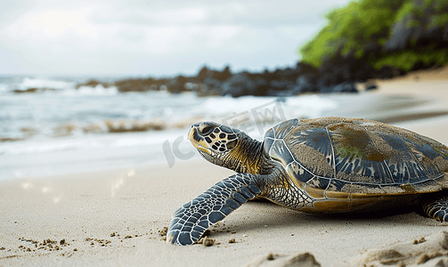 海龟ar摄影照片_夏威夷海岸大岛上的绿海龟
